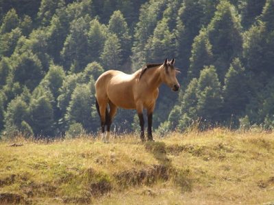 Cavallo selvaggio